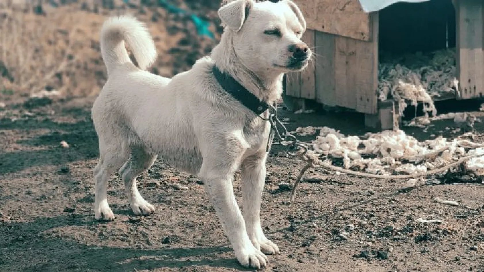 Sokak sokak gezerek kaybolan köpeğini arıyor