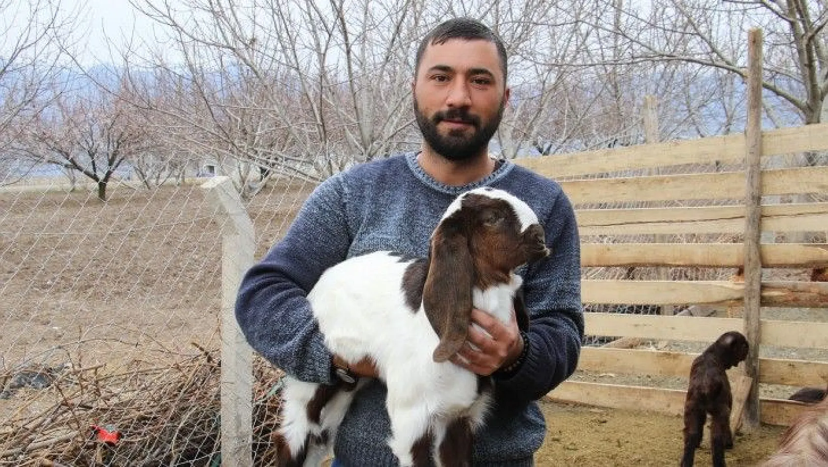 Süt için aldığı keçiler çift çift kuzulayınca sürü sahibi oldu