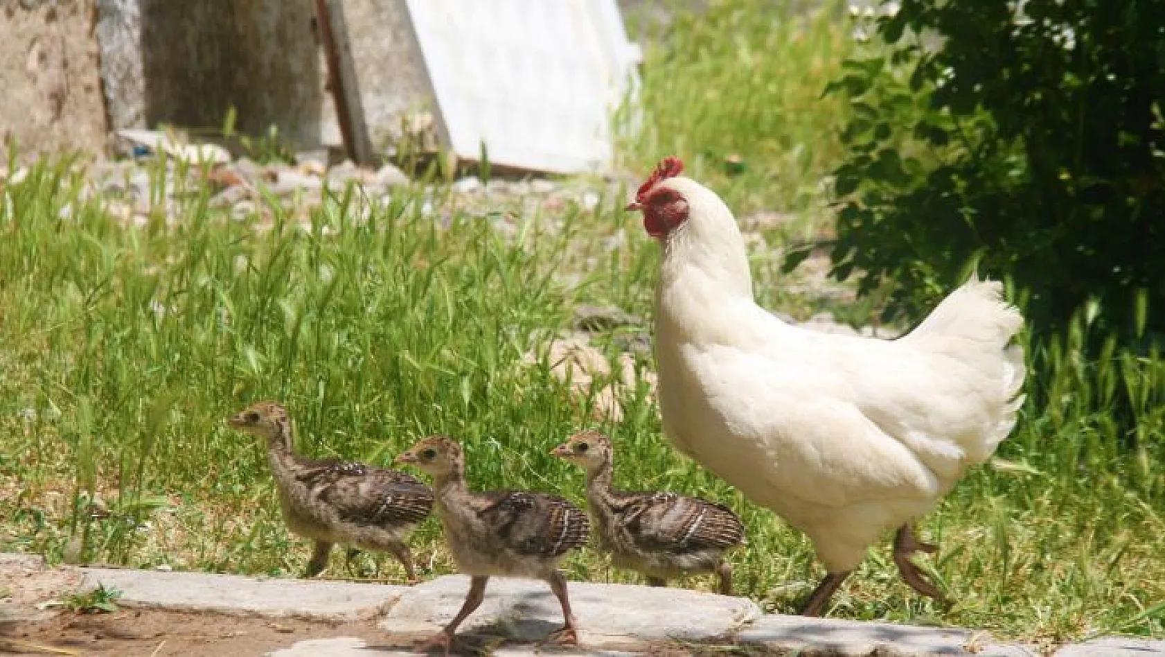 Tavuktan hindi yavrularına annelik