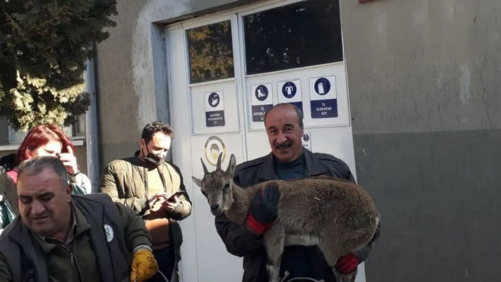 Tedavisi yapıldı, doğaya bırakıldı