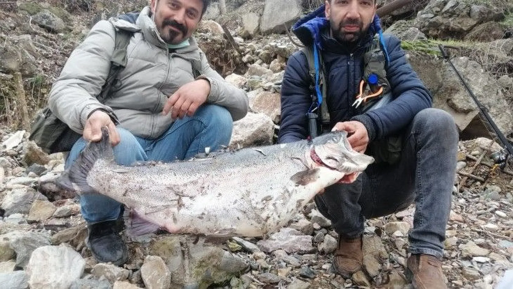 Türkiye ve Avrupa'nın en büyük alabalığı Elazığ'da yakalandı