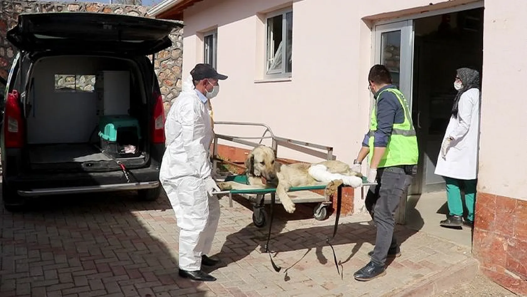 Yaralı bulunan köpek tedavi altına alındı