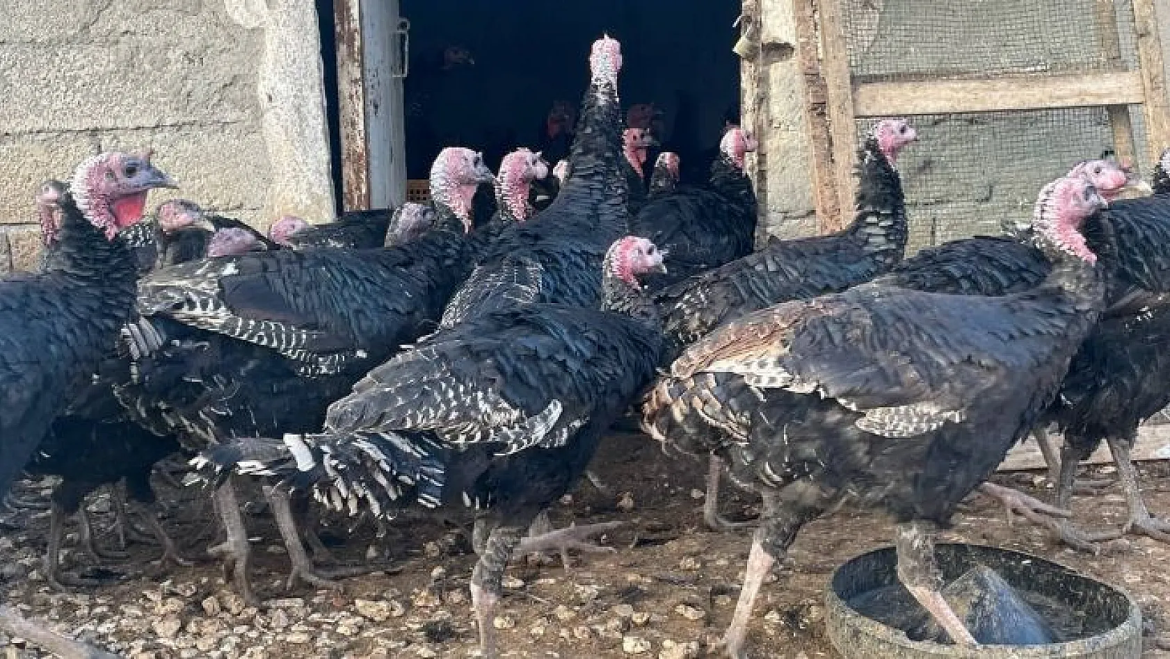 Yılbaşı öncesi yurt dışına 15 bin adet hindi gönderdi