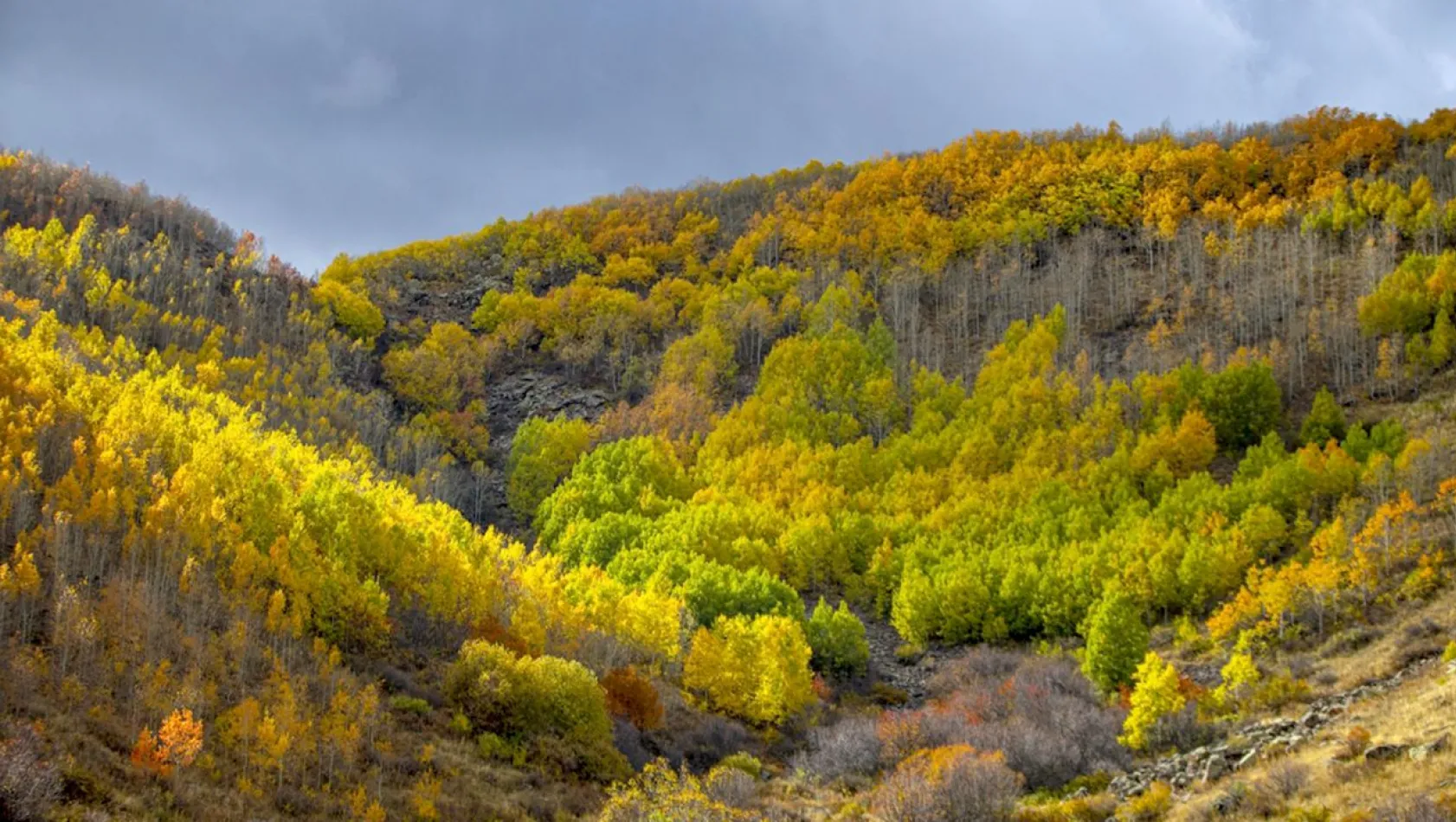 Erzurum'un dağlarında sonbahar renkleri yaşanıyor