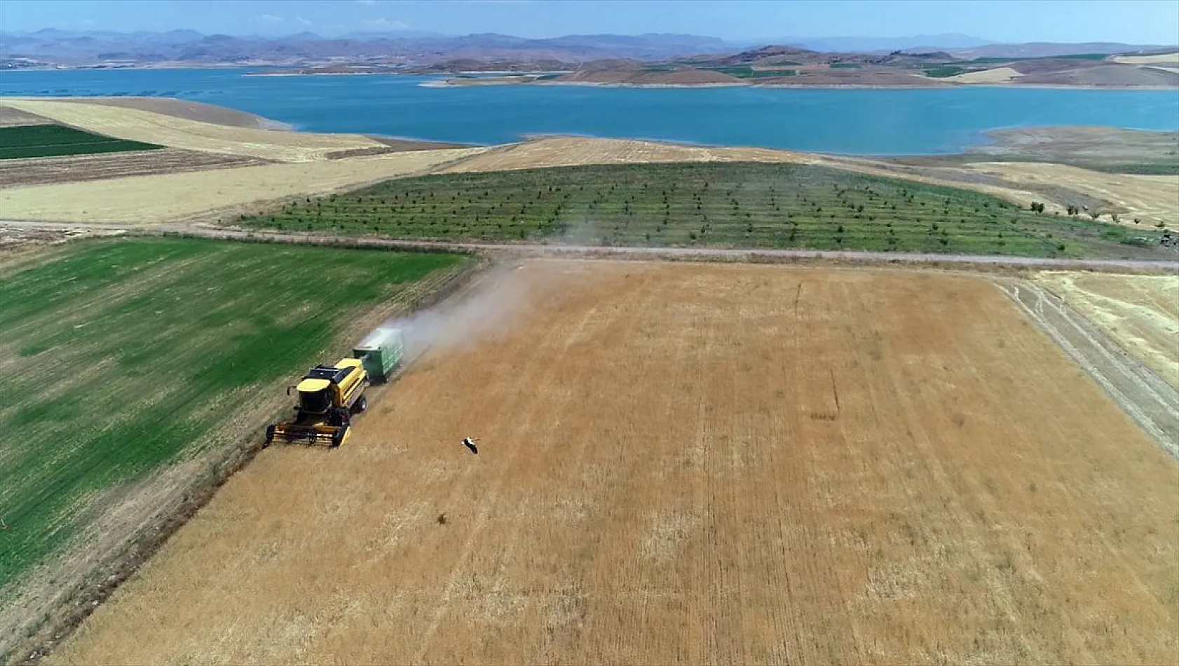 Yağışlar arpa ve buğdayda üretimi artırdı