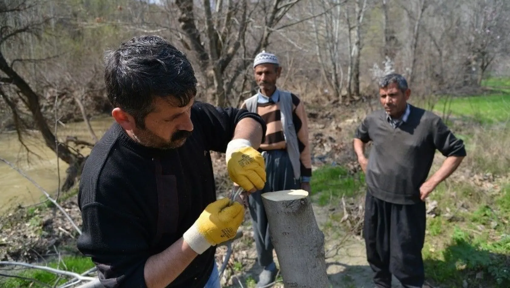 Büyükşehir Belediyesi 7 bin 700 meyve ağacını aşılayacak
