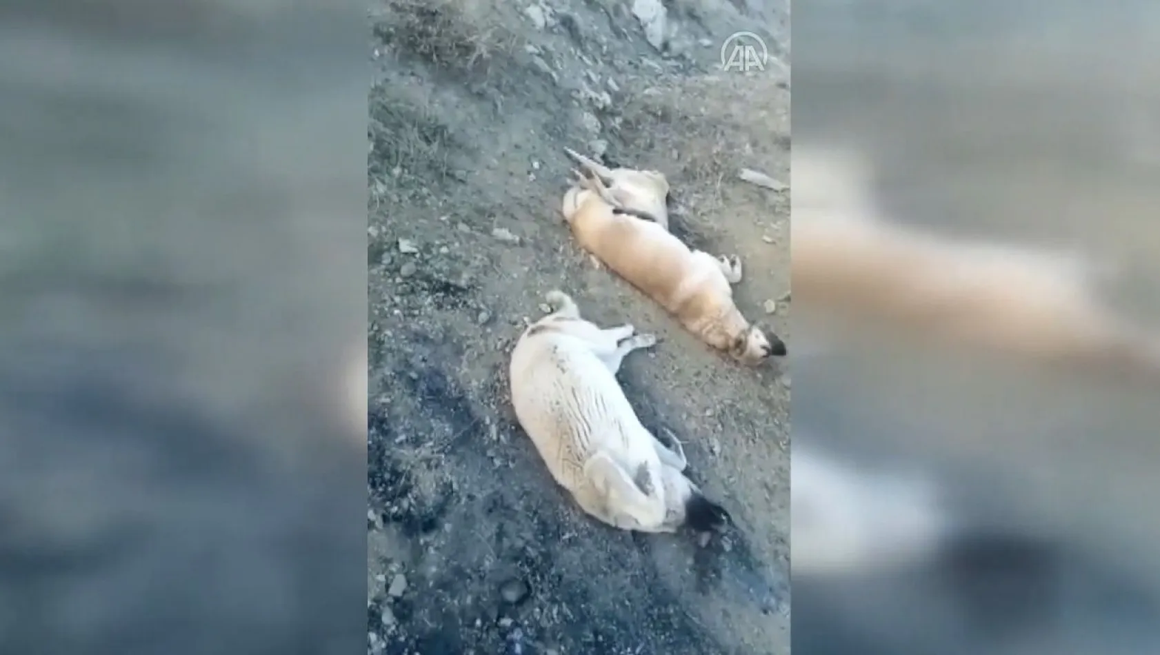 Elazığ'da köpek katliamı!