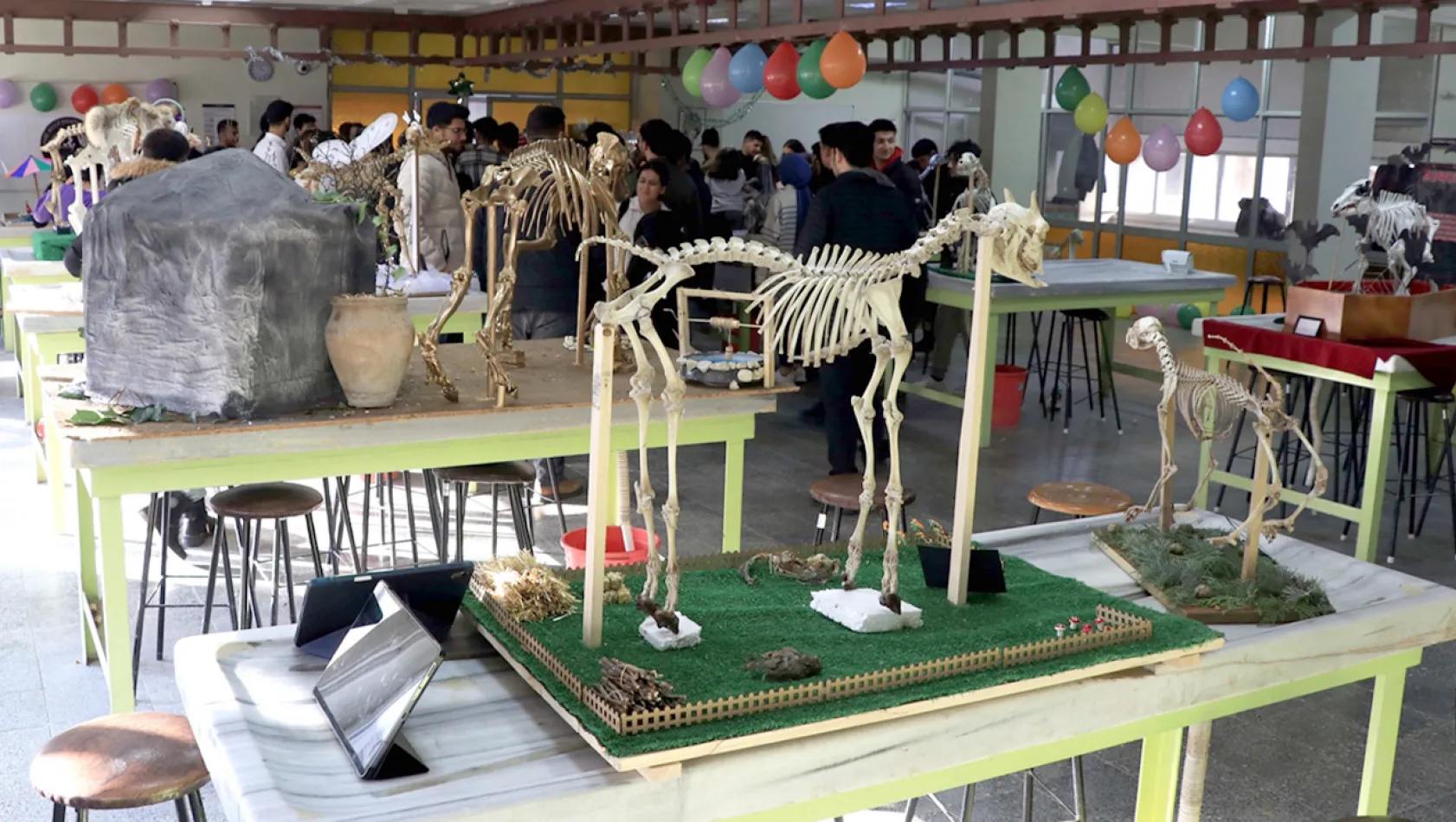 Topladıkları hayvan kemiklerini anatomi dersi için iskelete dönüştürdüler
