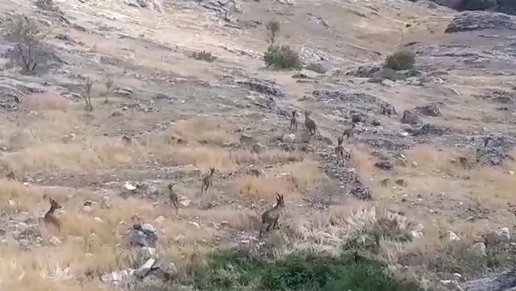 Harput'ta dağ keçileri görüntülendi