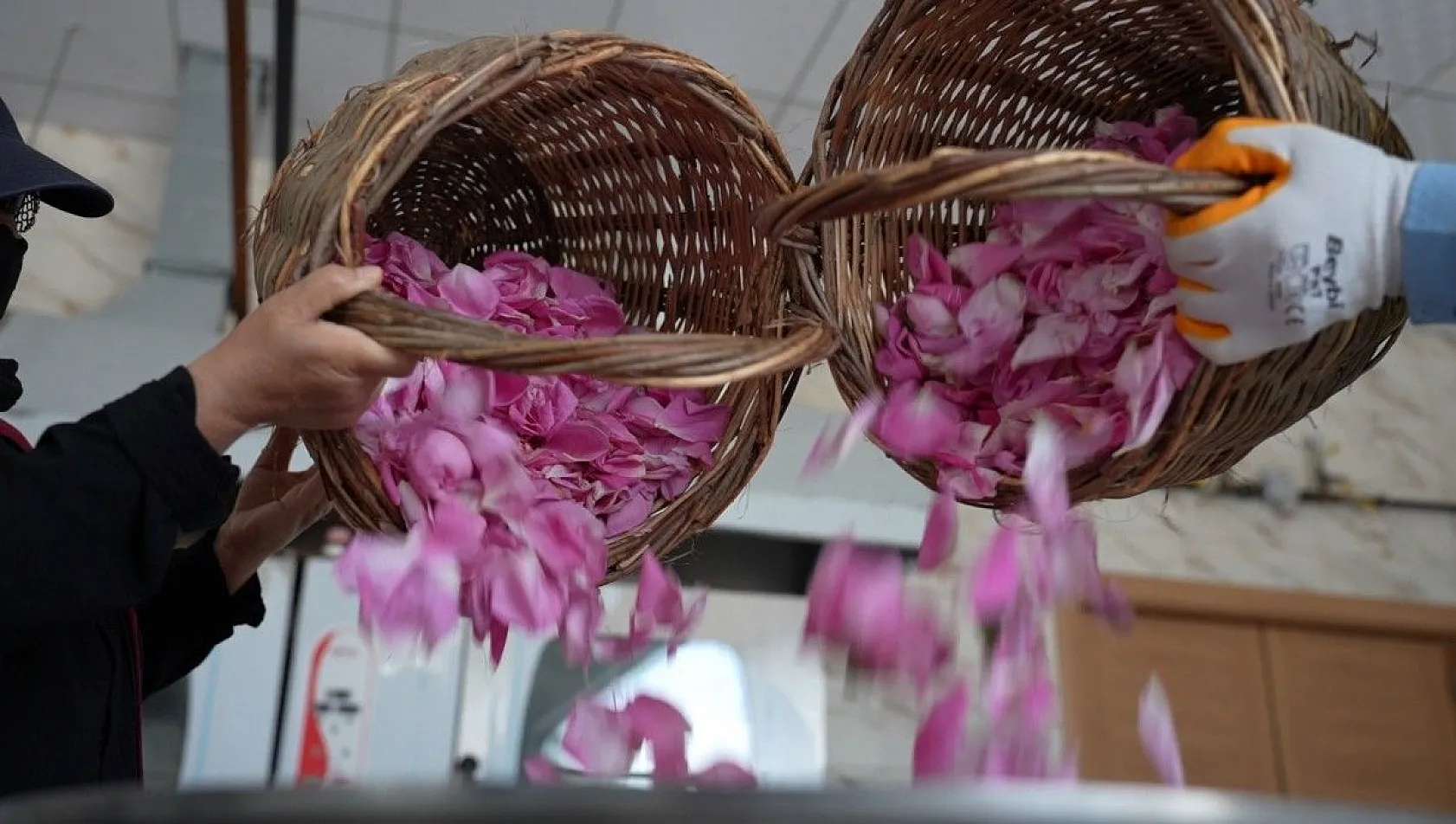 Isparta gülünden 'gül toniği'