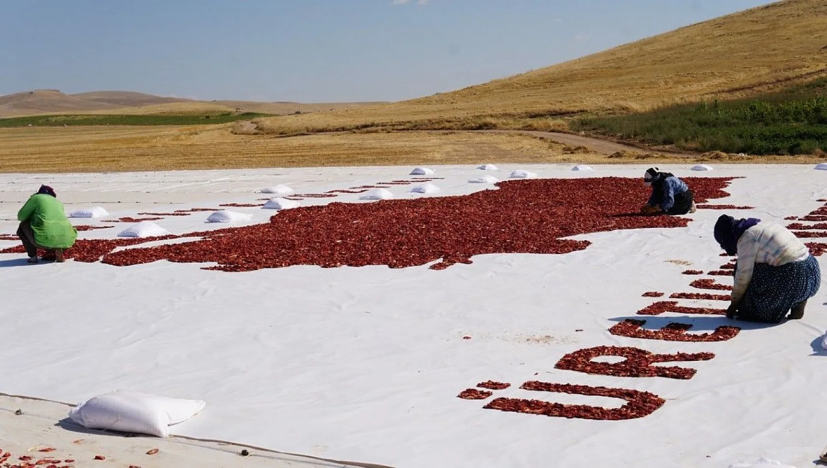Mevsimlik işçiler kurutmalık domateslerden Türkiye haritası yaptı