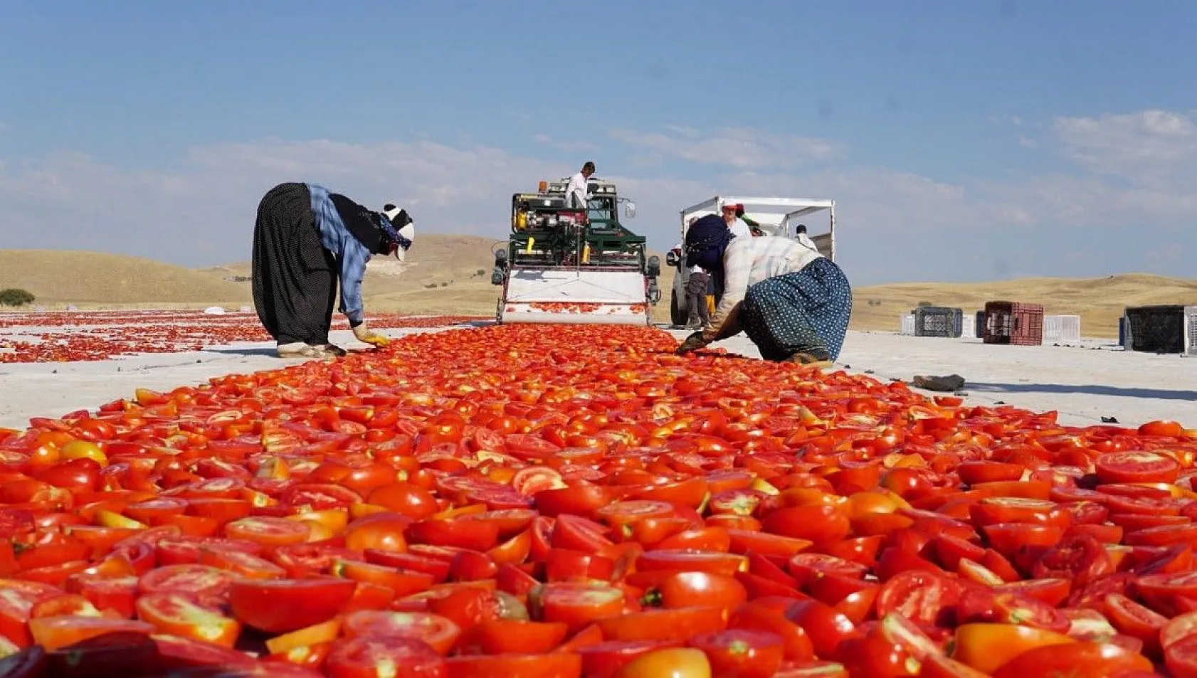 Mevsimlik işçiler kurutmalık domateslerden Türkiye haritası yaptı