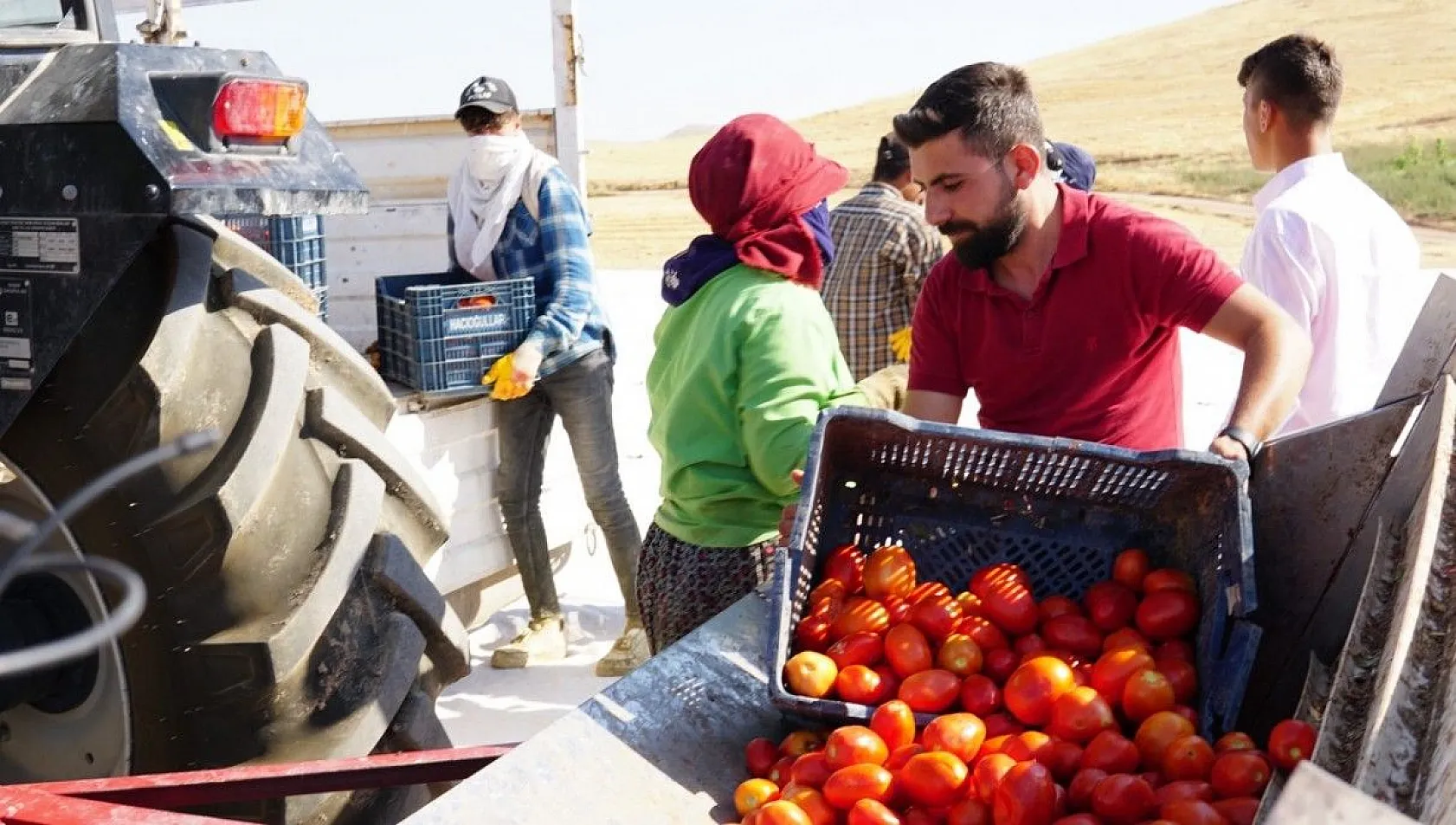 Mevsimlik işçiler kurutmalık domateslerden Türkiye haritası yaptı