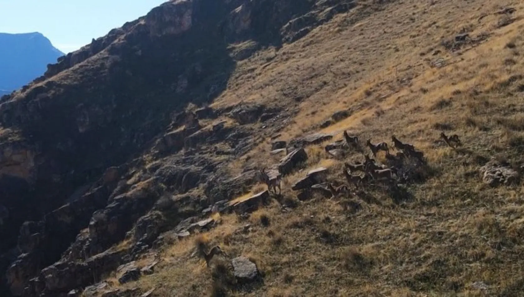 Dağ keçileri dron ile görüntülendi