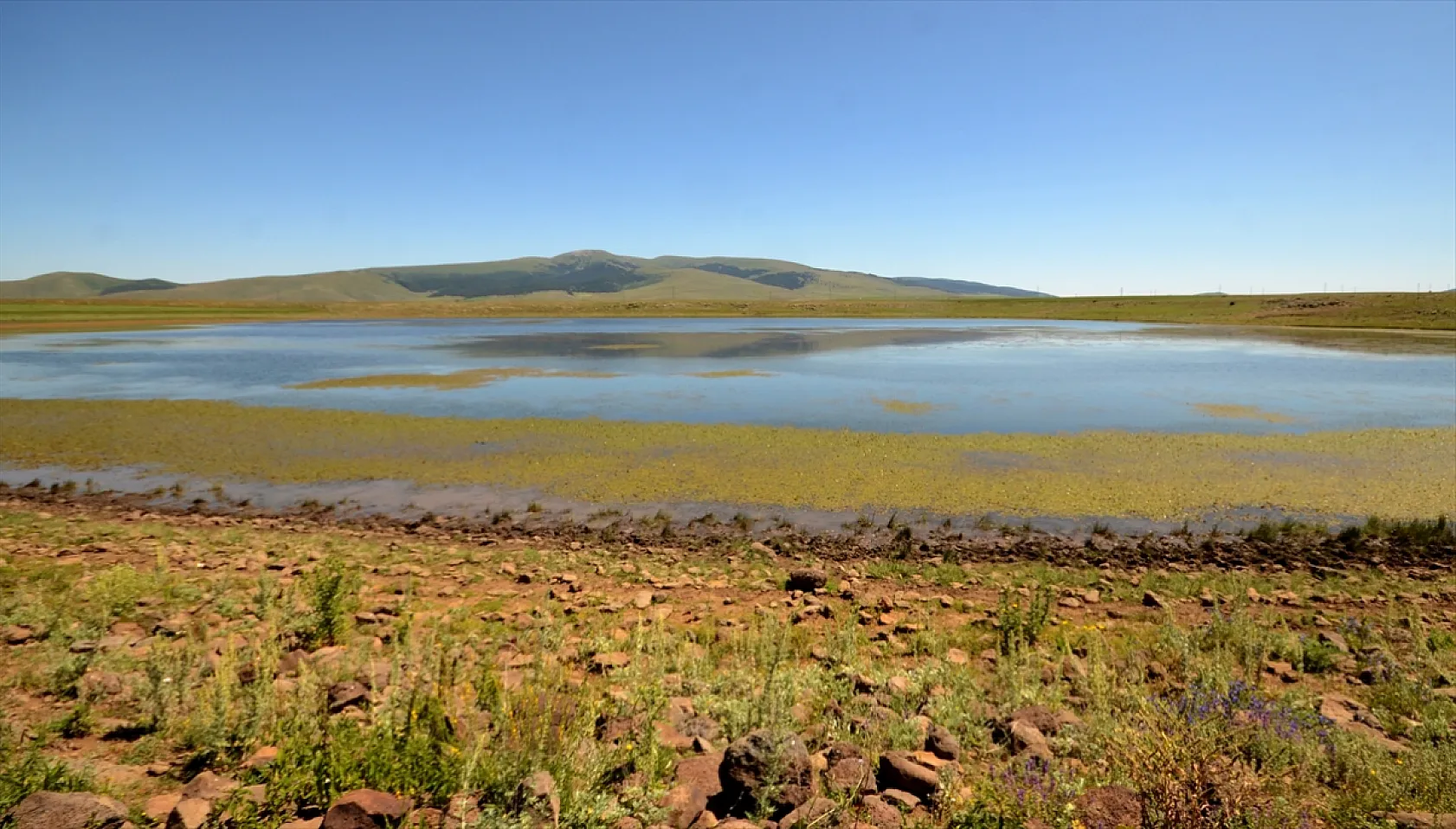 Yusufçuk böcekleri doğaya renk kattı