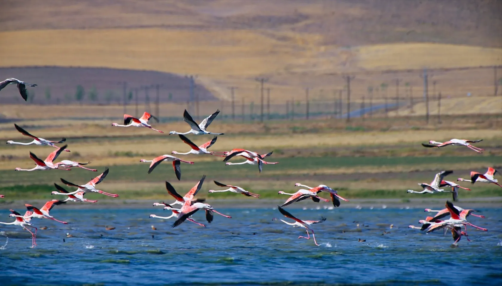 Erçek Gölü flamingoları ağırlıyor