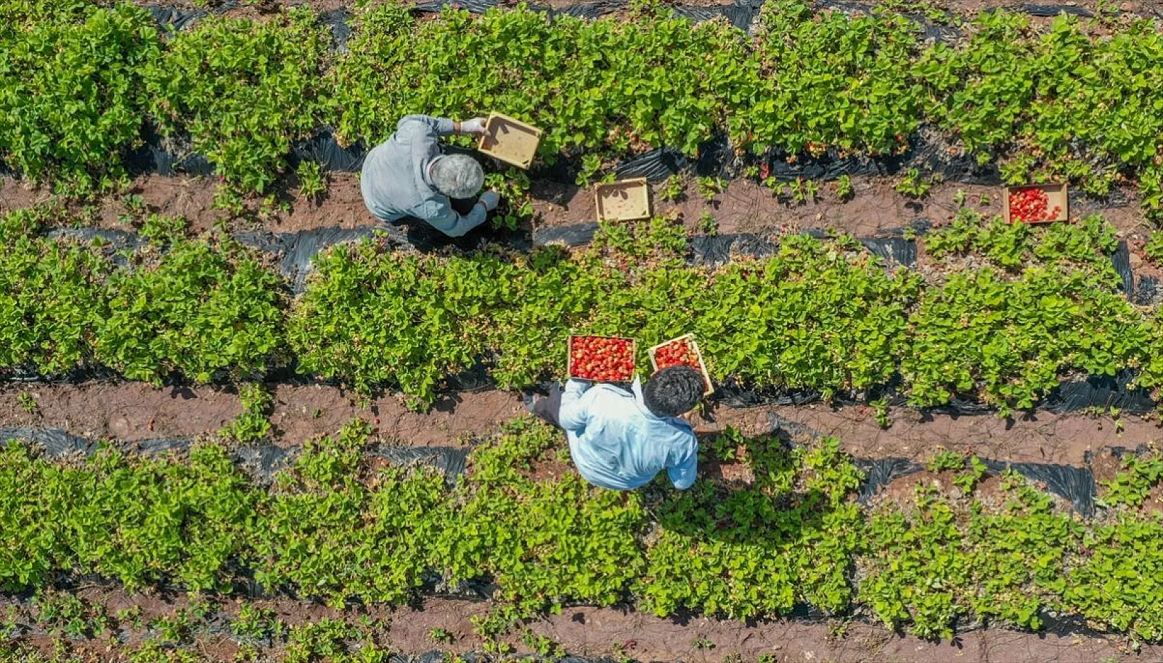 Osmanlı çileği tezgaha inmeden satılıyor