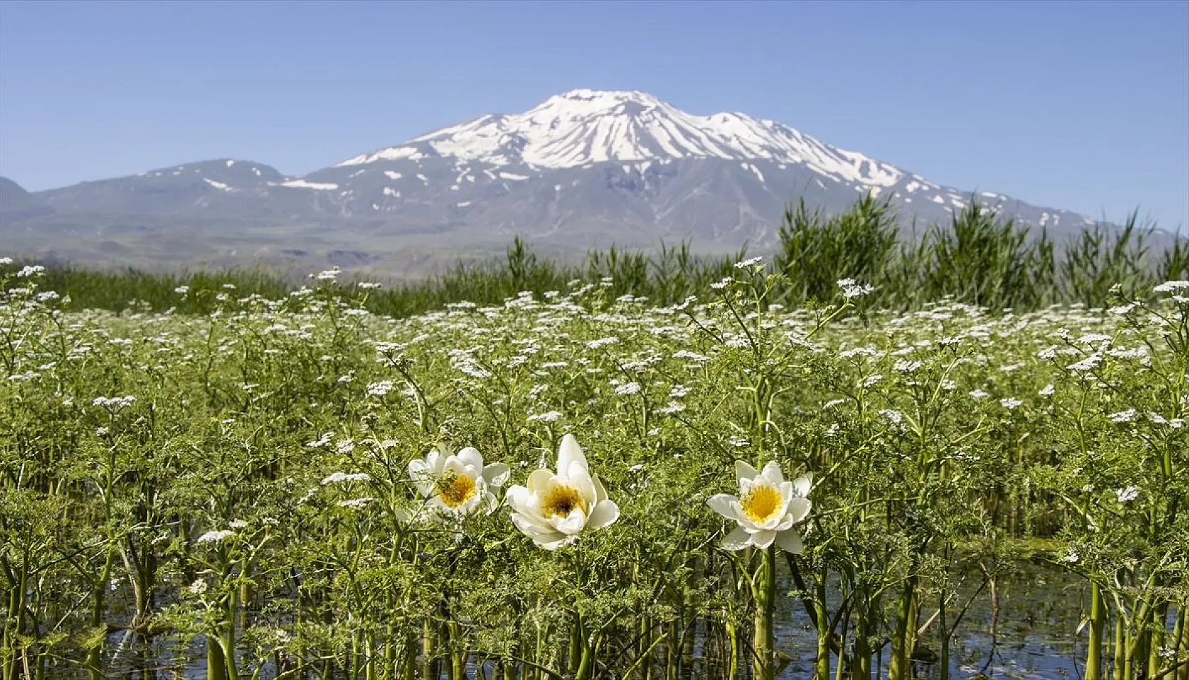 Süphan Dağı eteklerinde nilüferler açtı