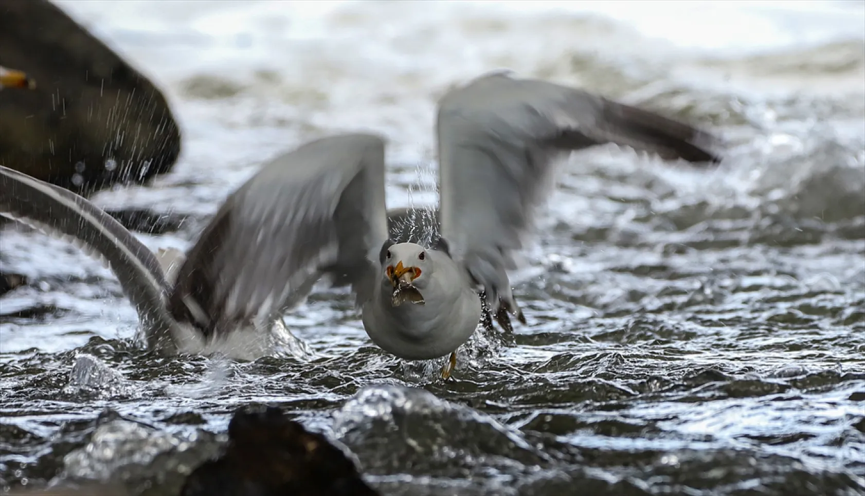 Martıların göç yolculuğundaki inci kefallerini avlama mücadelesi