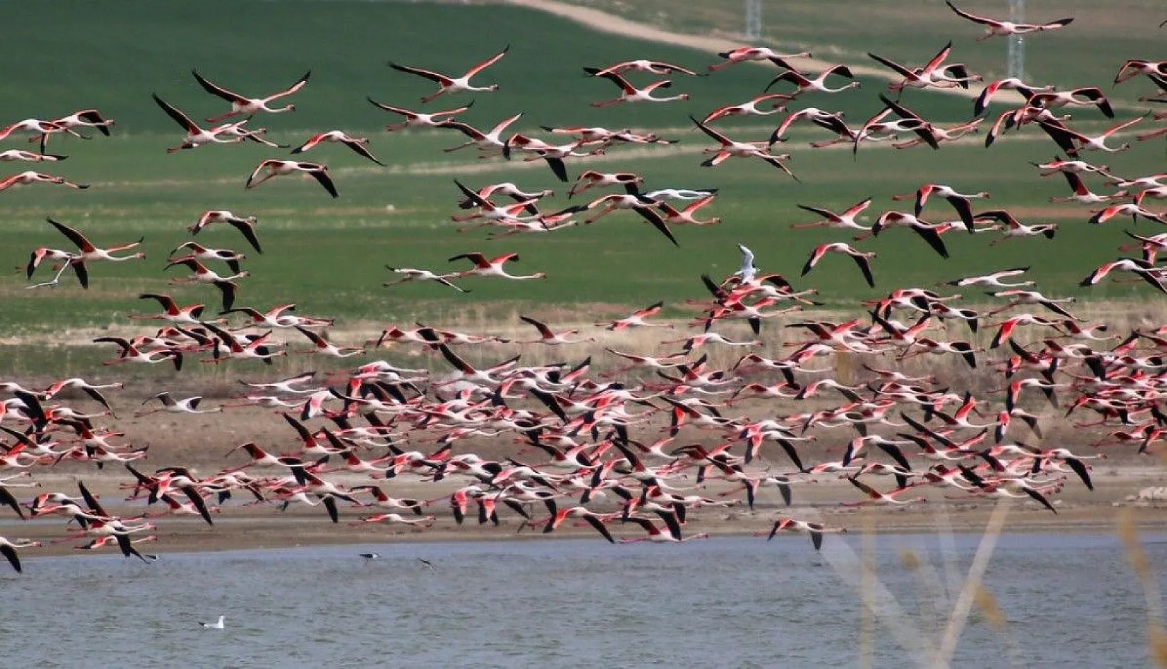 Flamingolar Başkent göletlerindeki yerlerini aldı