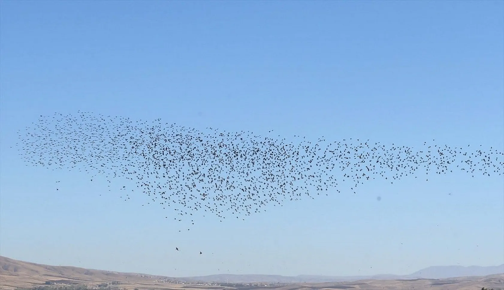 Muş Ovası'ndaki binlerce kuşun göçü kayıt altına alındı