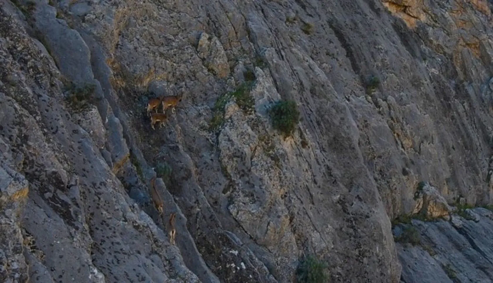 Dağ keçileri dron ile görüntülendi
