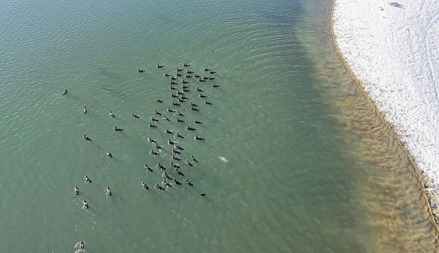Doğanın sessiz misafirleri 'kara bataklar''