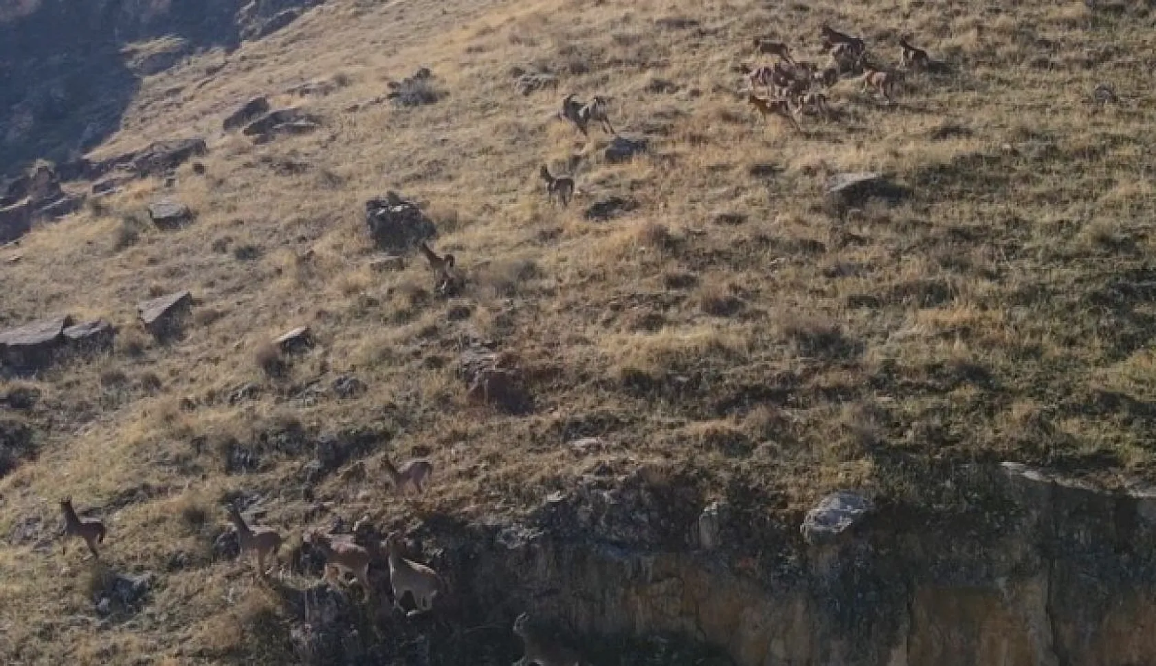 Dağ keçileri dron ile görüntülendi