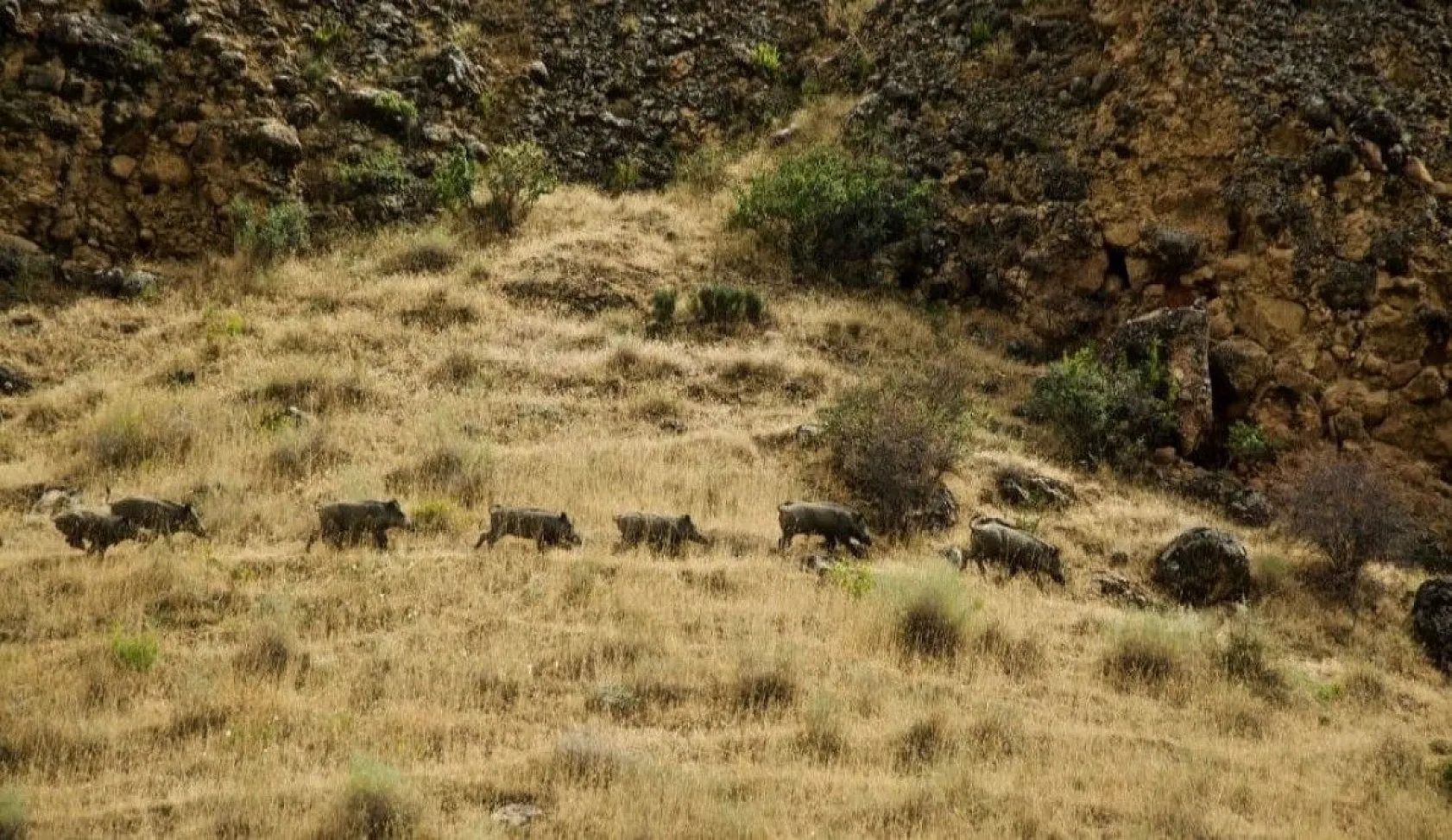 Kanyonlar yaban hayata ev sahipliği yapıyor