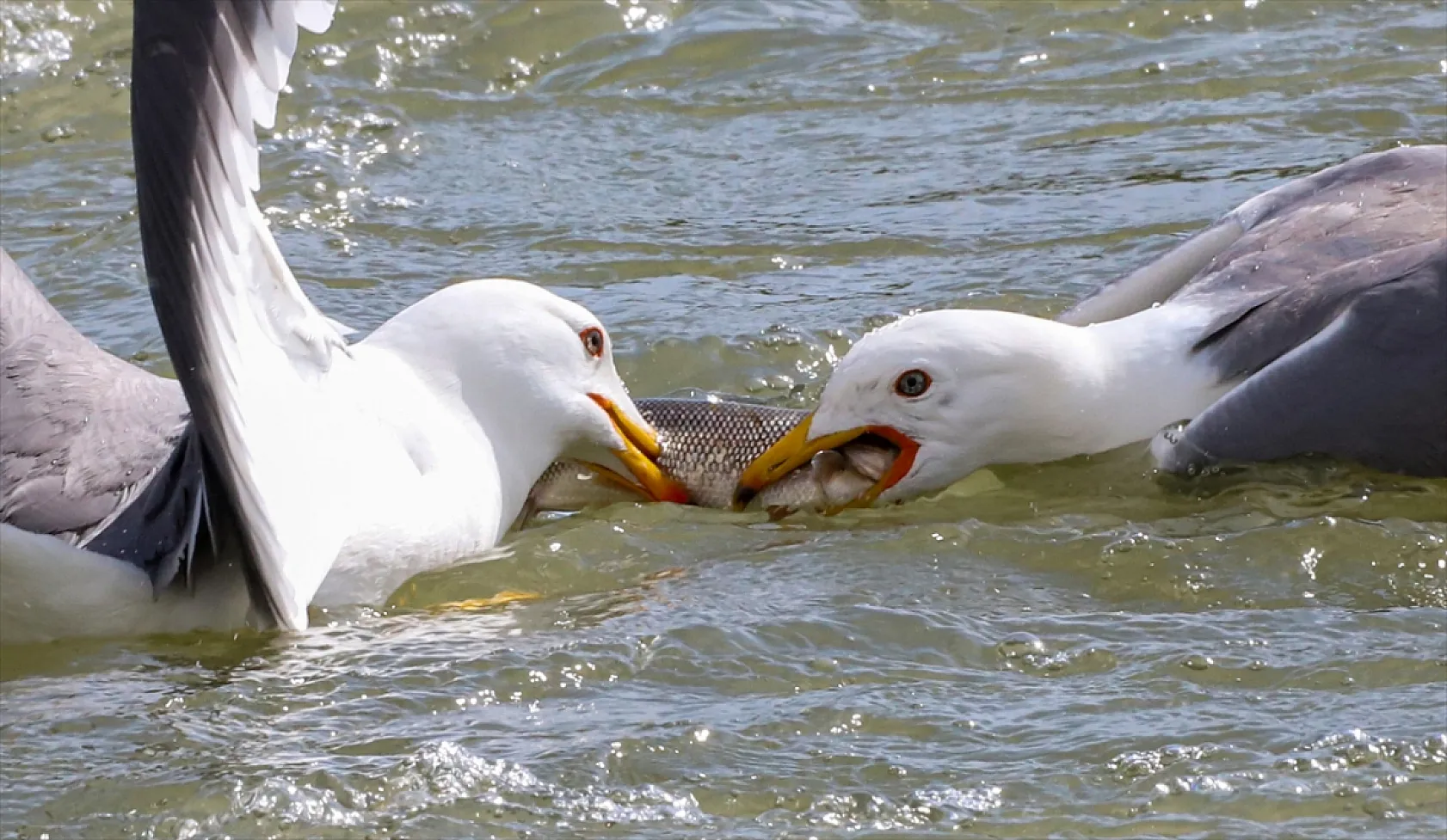 Martıların göç yolculuğundaki inci kefallerini avlama mücadelesi