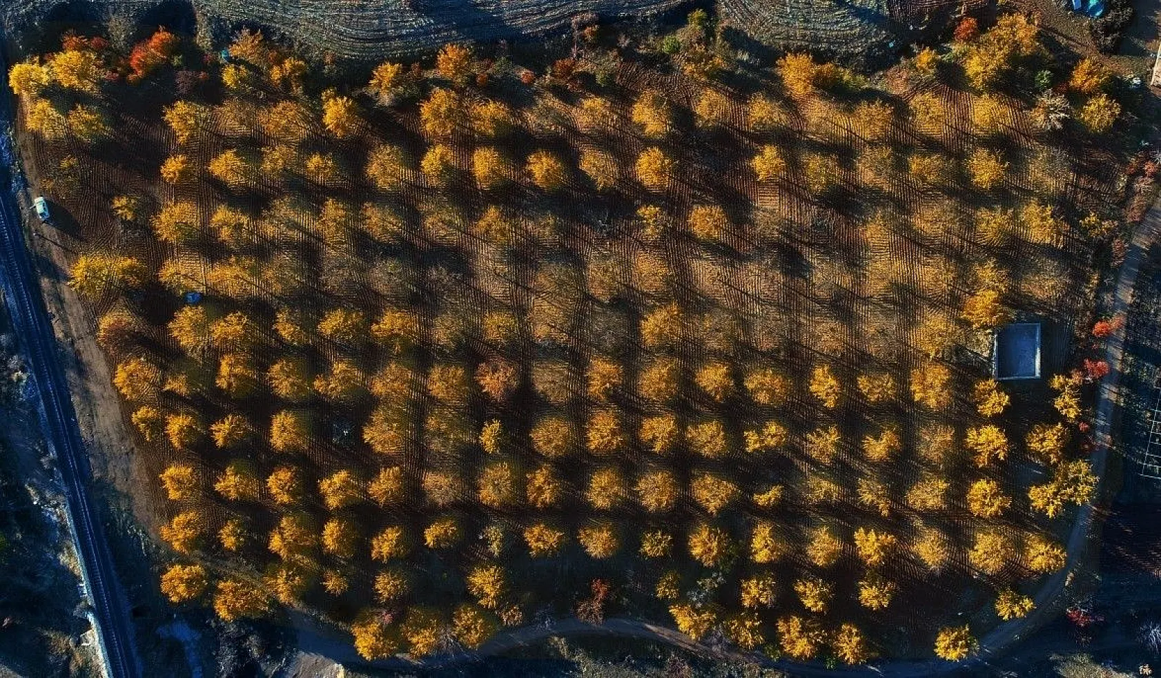 Altın yaprakların muhteşem görsel şöleni