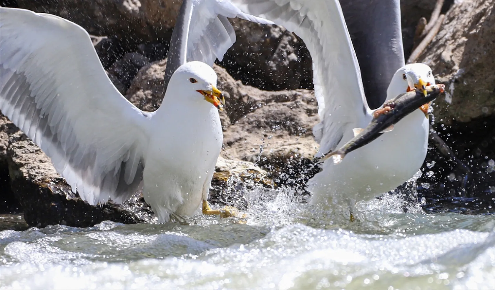 Martıların göç yolculuğundaki inci kefallerini avlama mücadelesi