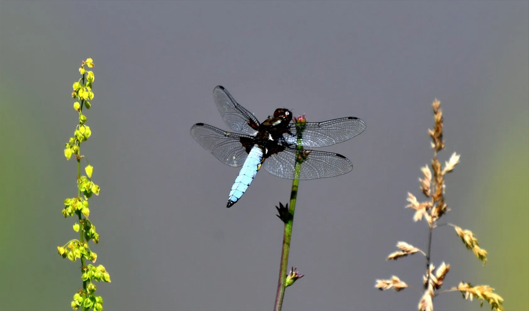 Yusufçuk böcekleri doğaya renk kattı
