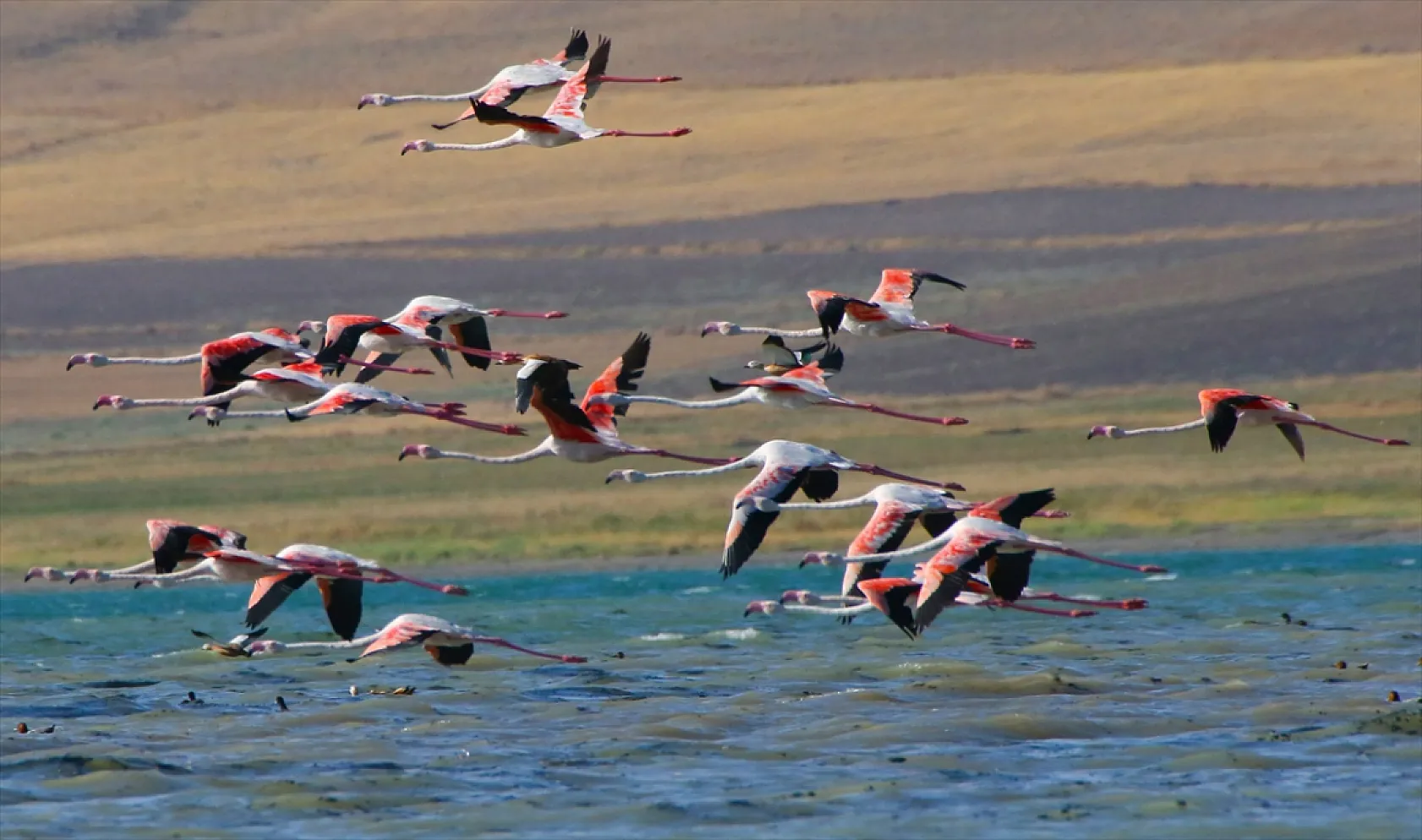 Erçek Gölü flamingoları ağırlıyor