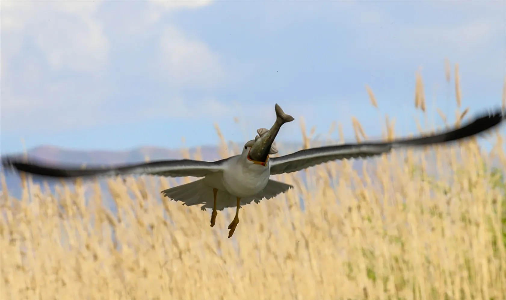 Martıların göç yolculuğundaki inci kefallerini avlama mücadelesi