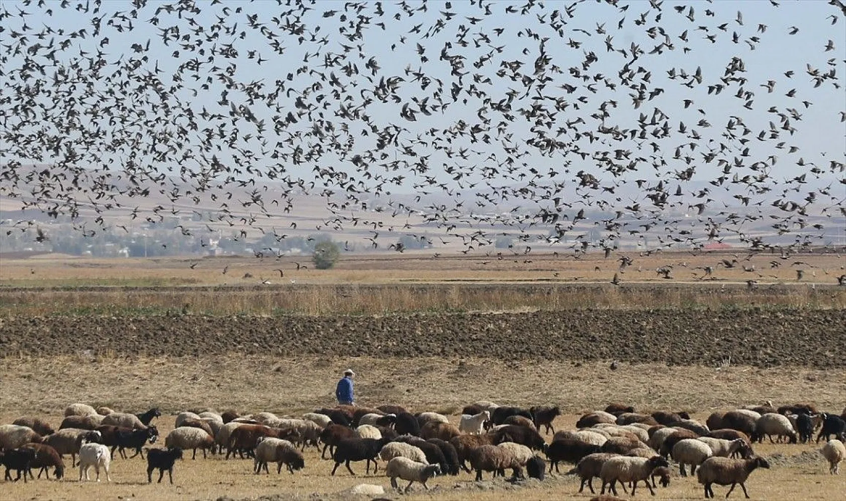 Muş Ovası'ndaki binlerce kuşun göçü kayıt altına alındı