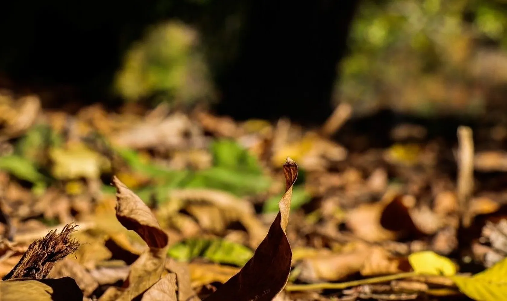 Hekimdağ sonbahar renklerine büründü
