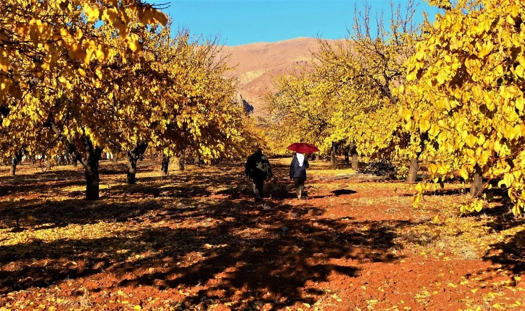 Altın yaprakların muhteşem görsel şöleni