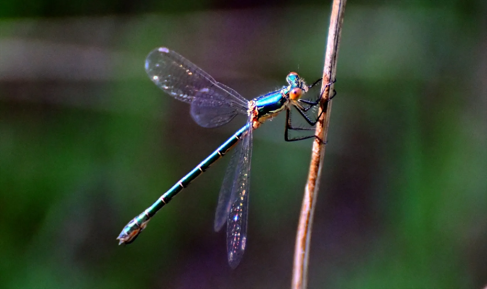 Yusufçuk böcekleri doğaya renk kattı