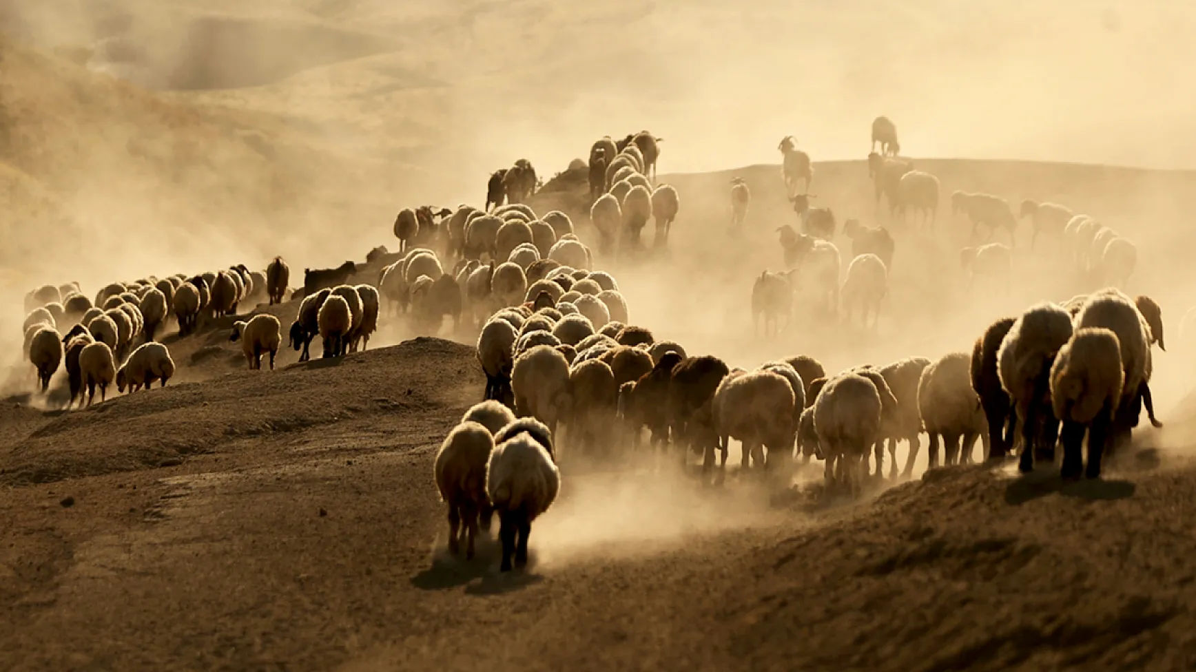Hayvan sürüleri Nemrut Dağı eteklerinde besleniyor