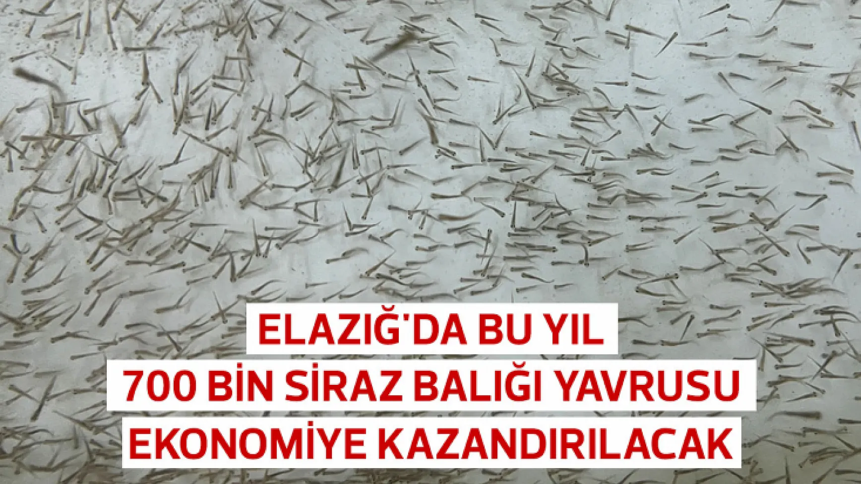 Elazığ'da bu yıl 700 bin siraz balığı yavrusu ekonomiye kazandırılacak