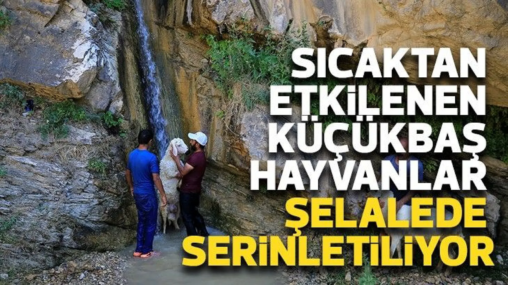 Sıcaktan etkilenen küçükbaş hayvanlar şelalede serinletiliyor