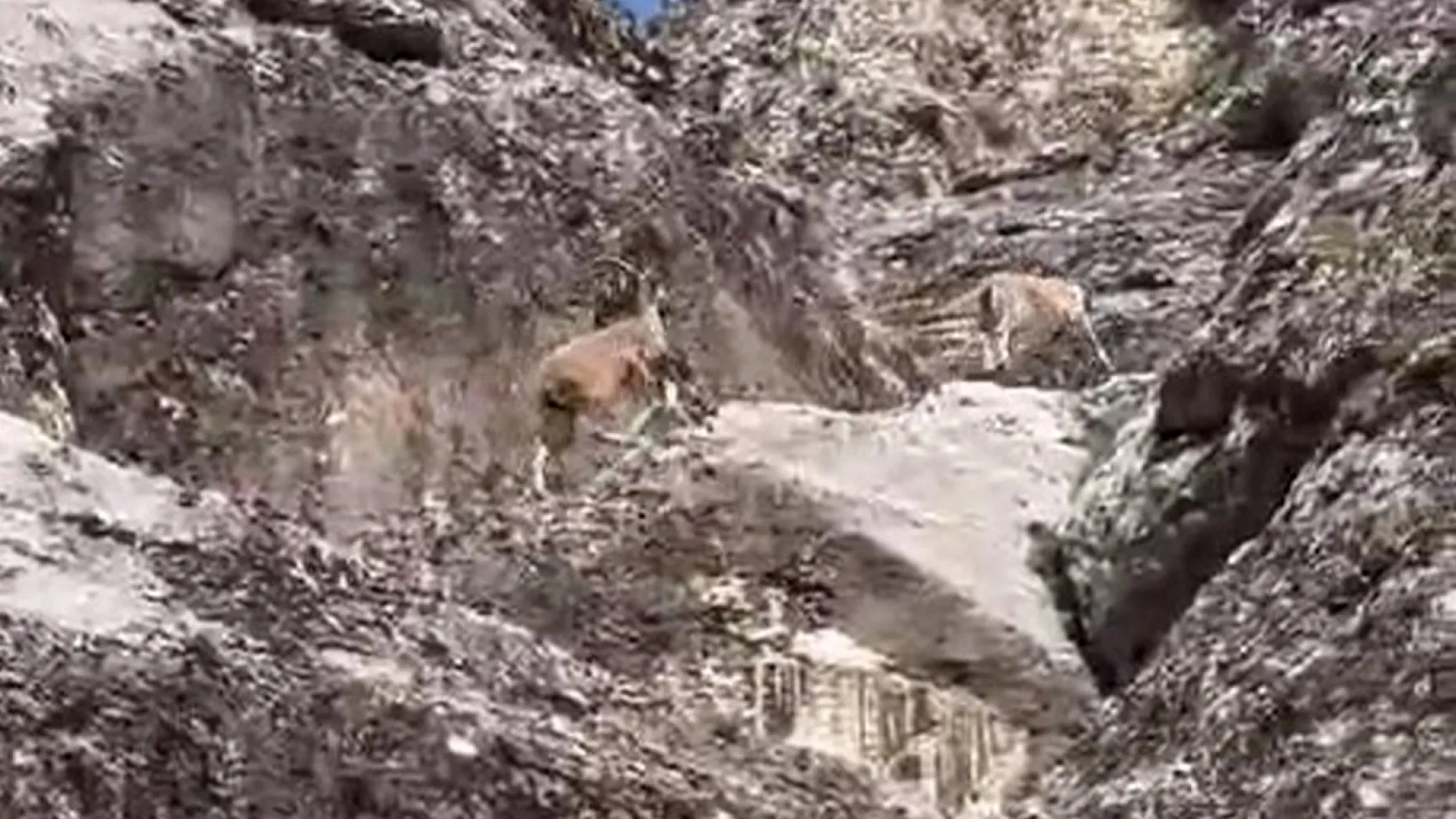 Dağ keçileri Palu Kalesi'nde görüntülendi