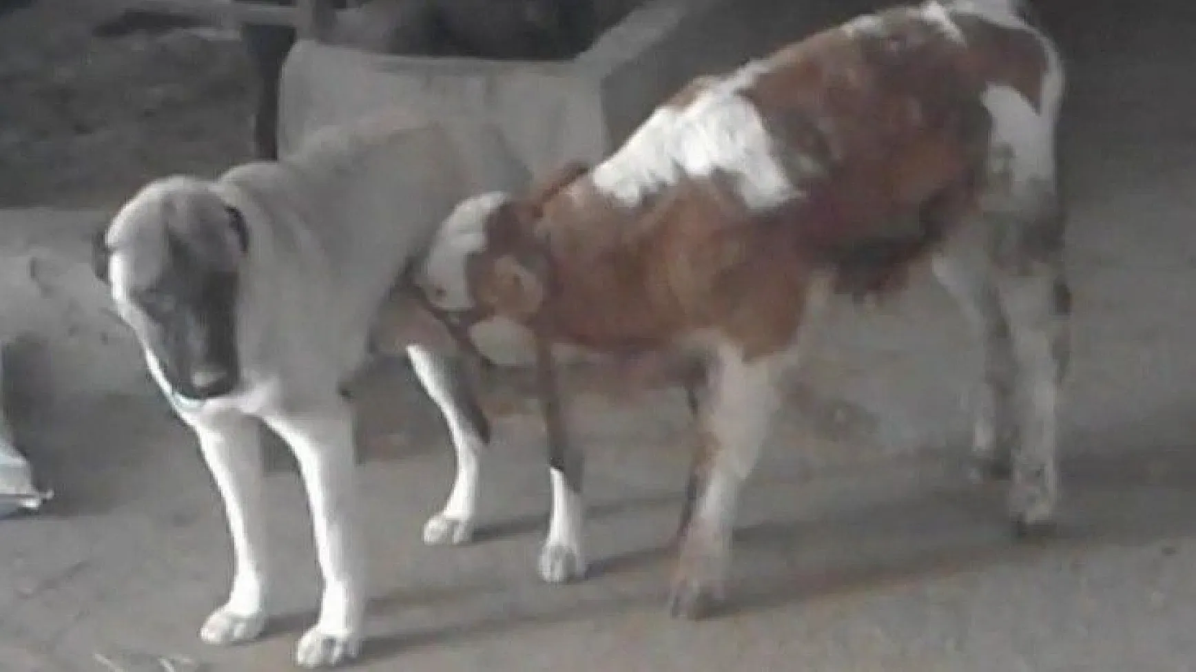 Danayı emziren kangal köpeği görenleri şaşırtıyor