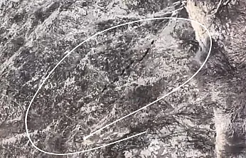 Aç kalan domuzlar köye indi