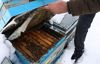 Arıcılar sezona umutla bakıyor