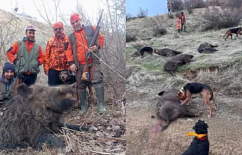 Avcılardan 250 kilo ağrılığında domuz avı