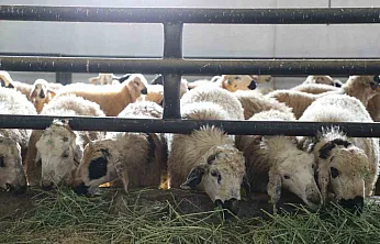 Devletten aldığı destekle çiftlik açtı