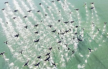 Doğanın sessiz misafirleri 'kara bataklar''
