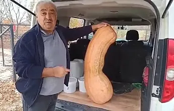 Elazığ'da 47 kilogramlık 113 santimetre kabak görenleri şaşırttı